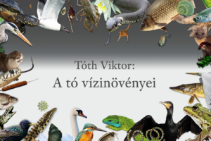A tó vízinövényei A tó vízinövényei