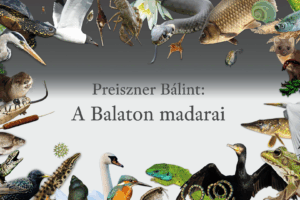A Balaton madarai A Balaton madarai