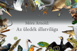 Az üledék állatvilága Az üledék állatvilága